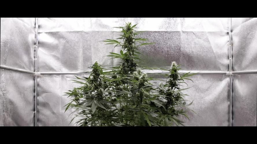 Cherry Pie - Farm #18