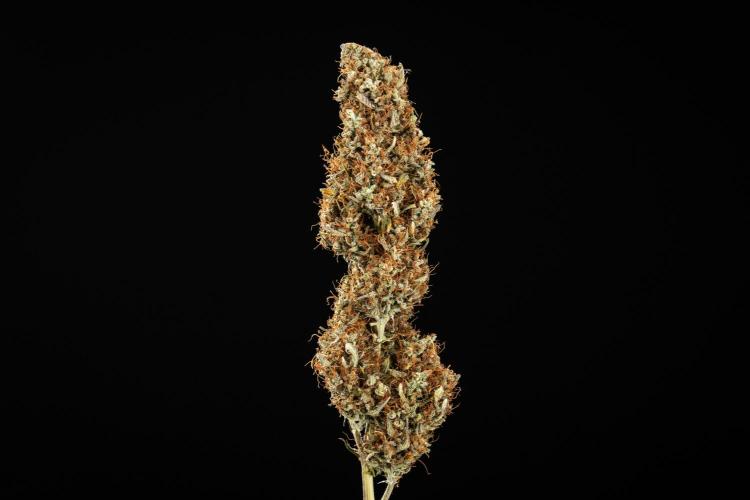 Pink Mist - Farm #19. Week 11 - Pink Mist Auto - dry flower