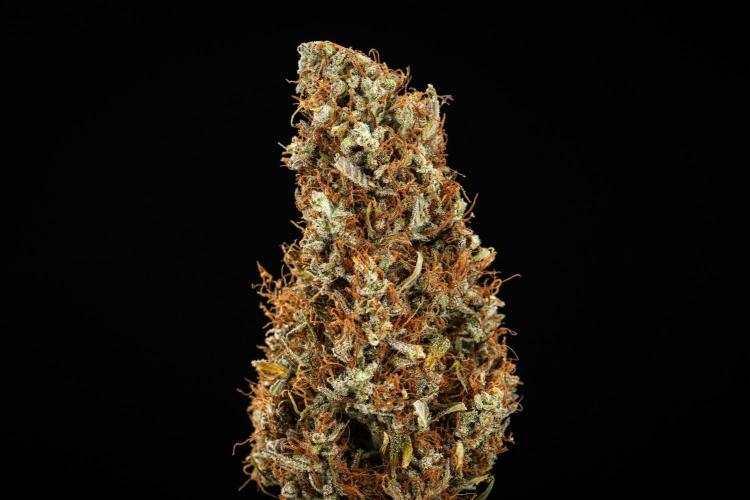 Pink Mist - Farm #19. Week 11 - Pink Mist Auto - dry flower