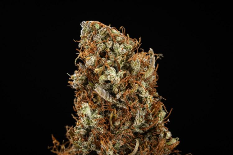 Pink Mist - Farm #19. Week 11 - Pink Mist Auto - dry flower