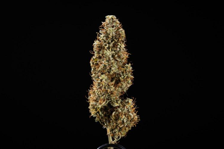 Royal Cookies - Farm #19. Week 11 - Royal Cookies Auto - Dry bud