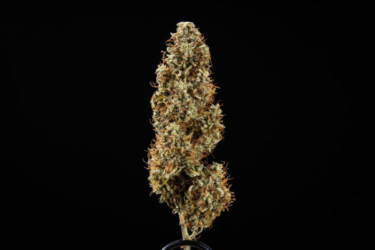 Royal Cookies - Farm #19. Week 11 - Royal Cookies Auto - Dry bud