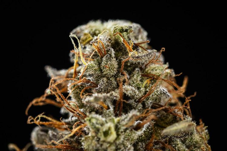 Royal Cookies - Farm #19. Week 11 - Royal Cookies Auto - Dry bud