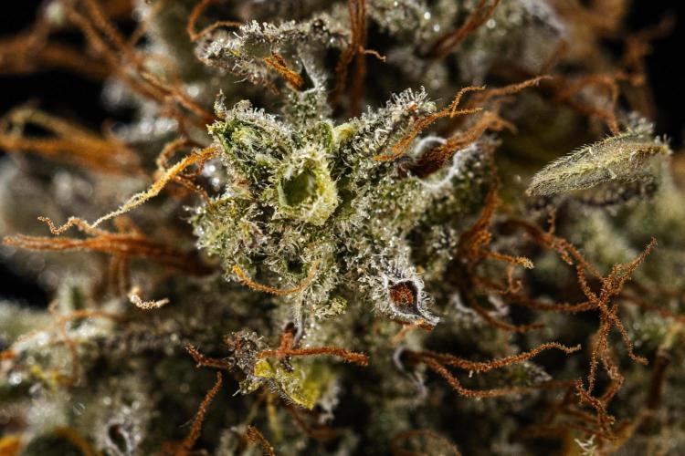 Royal Cookies - Farm #19. Week 11 - Royal Cookies Auto - Dry bud