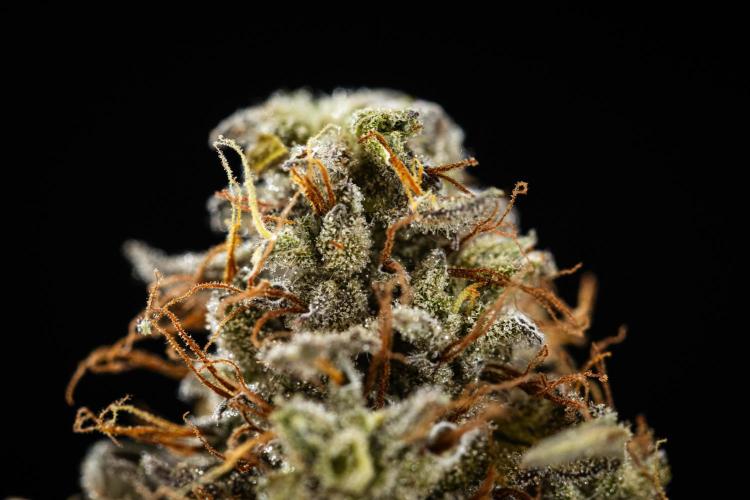 Royal Cookies - Farm #19. Week 11 - Royal Cookies Auto - Dry bud