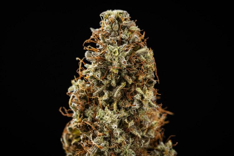 Royal Cookies - Farm #19. Week 11 - Royal Cookies Auto - Dry bud