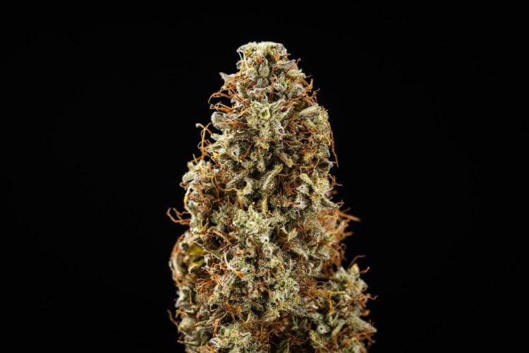 Royal Cookies - Farm #19. Week 11 - Royal Cookies Auto - Dry bud