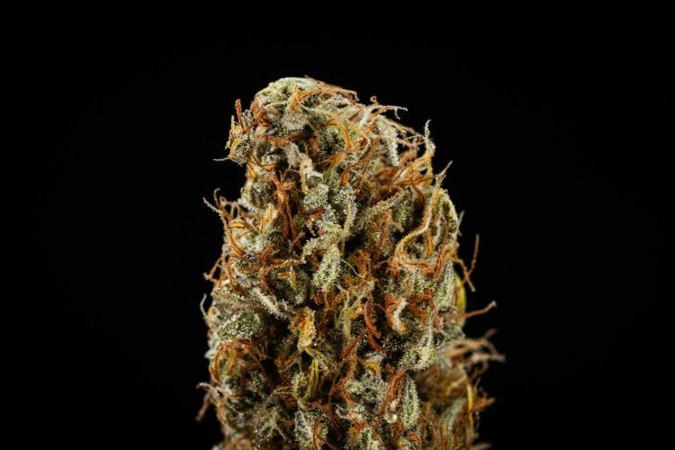 Granddaddy Purple - Farm #19. Week 12 - Granddaddy Purple Auto - dry flower