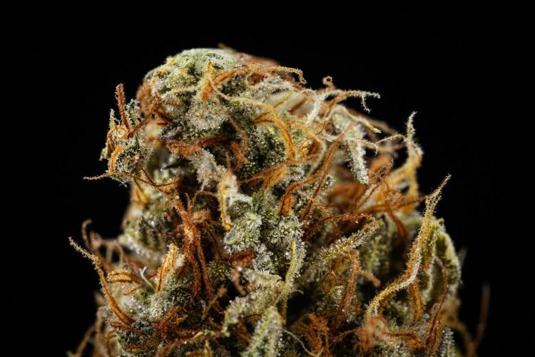 Granddaddy Purple - Farm #19. Week 12 - Granddaddy Purple Auto - dry flower