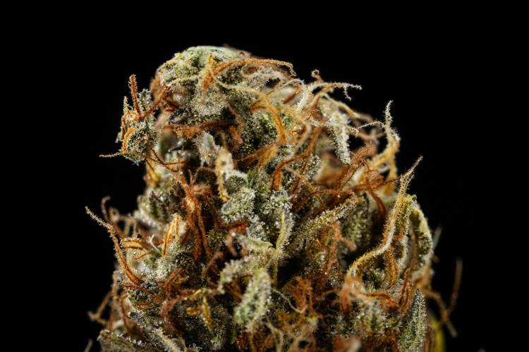 Granddaddy Purple - Farm #19. Week 12 - Granddaddy Purple Auto - dry flower