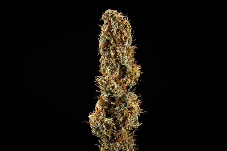 Granddaddy Purple - Farm #19. Week 12 - Granddaddy Purple Auto - dry flower