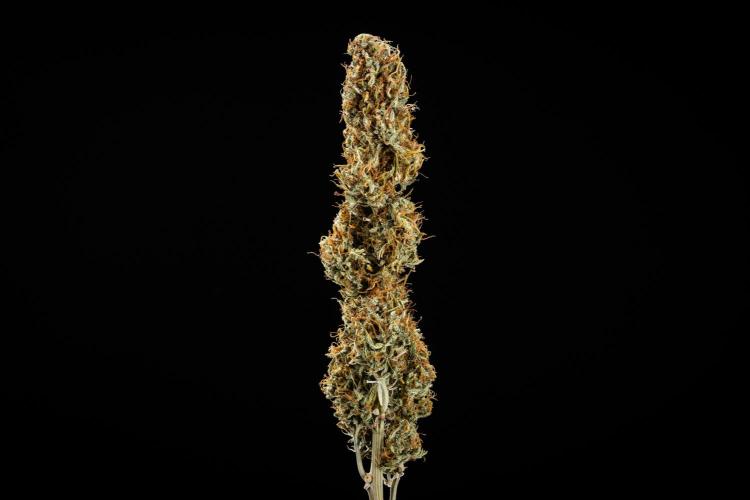 Granddaddy Purple - Farm #19. Week 12 - Granddaddy Purple Auto - dry flower