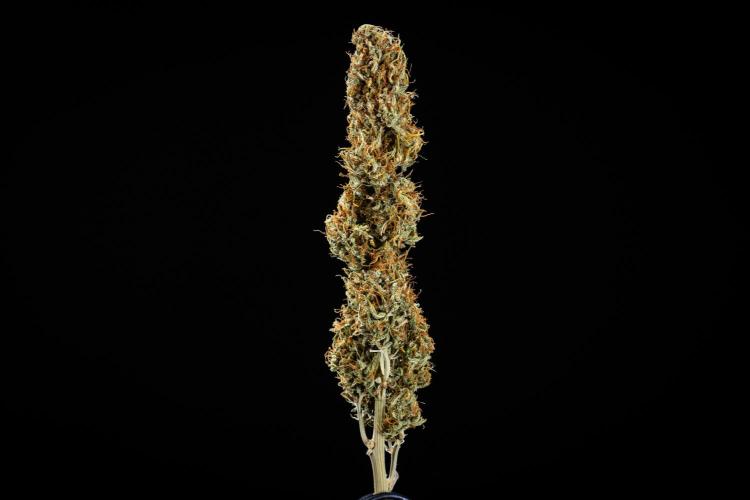 Granddaddy Purple - Farm #19. Week 12 - Granddaddy Purple Auto - dry flower