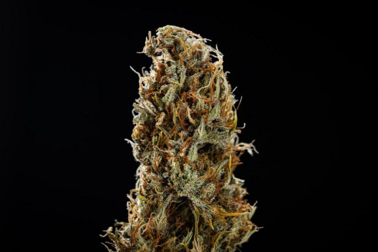 Granddaddy Purple - Farm #19. Week 12 - Granddaddy Purple Auto - dry flower