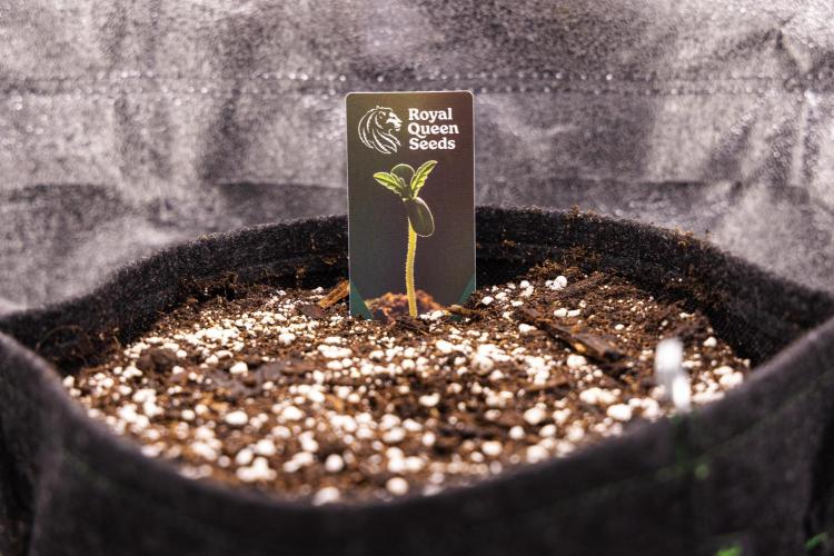 Atlas F1 - Farm #20. Week 0 - New RQS plant tags