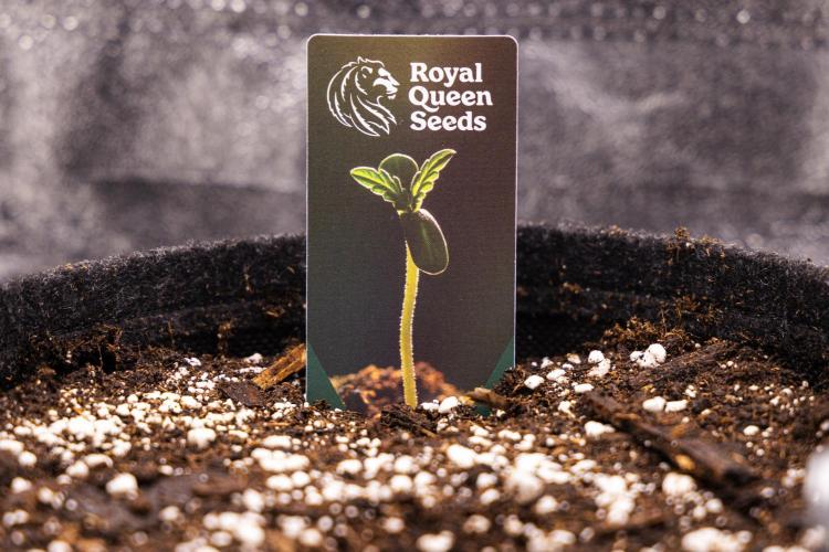 Atlas F1 - Farm #20. Week 0 - New RQS plant tags