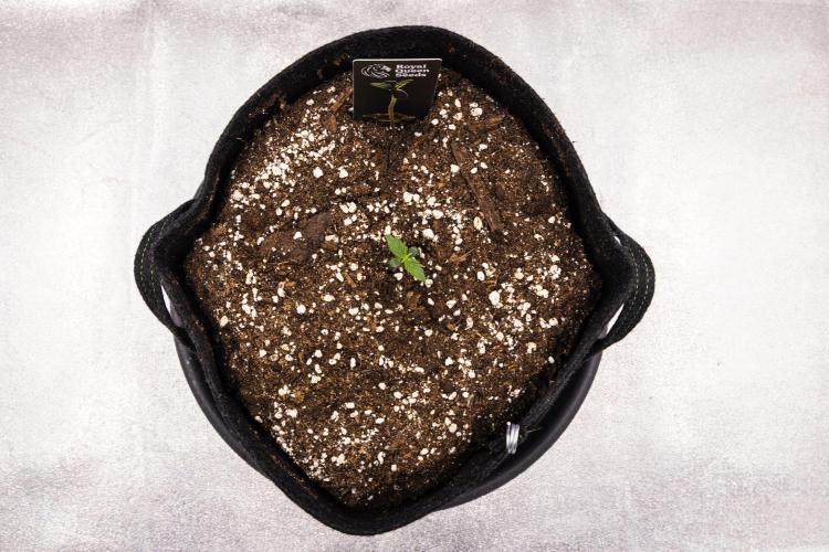 Atlas F1 - Farm #20. Week 0 - Atlas F1 - sprout