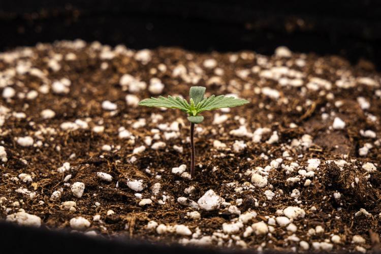 Atlas F1 - Farm #20. Week 0 - Atlas F1 - sprout