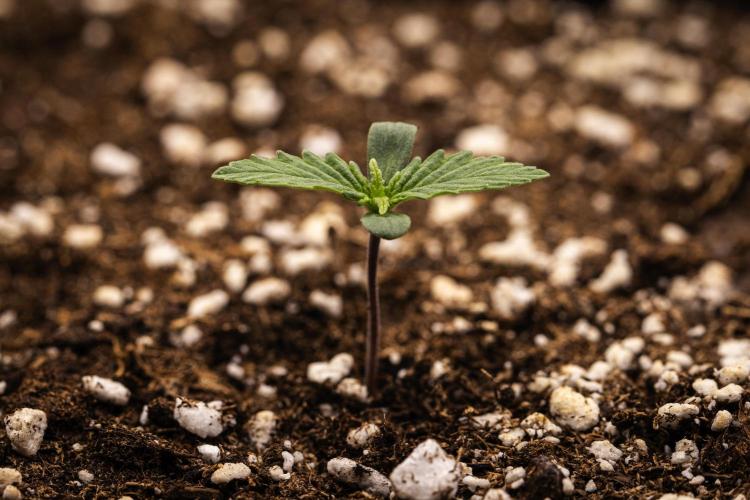 Atlas F1 - Farm #20. Week 0 - Atlas F1 - sprout