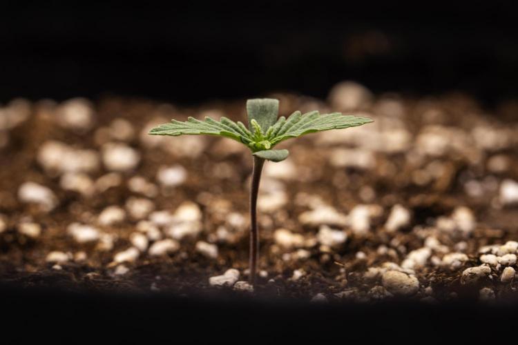 Atlas F1 - Farm #20. Week 0 - Atlas F1 - sprout