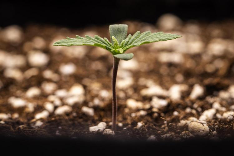 Atlas F1 - Farm #20. Week 0 - Atlas F1 - sprout