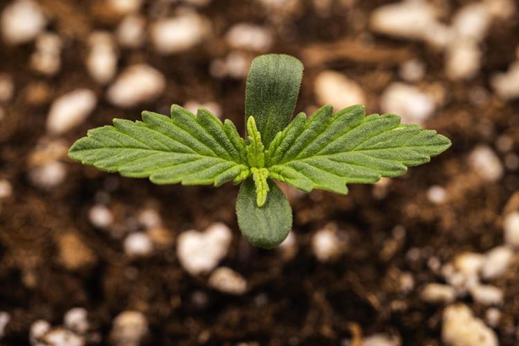 Atlas F1 - Farm #20. Week 0 - Atlas F1 - sprout