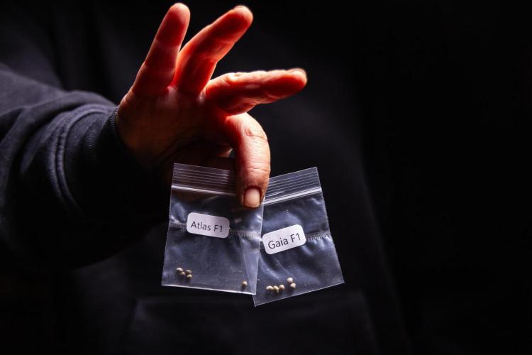 Gaia F1 - Farm #20. Week 0 - RQS seeds