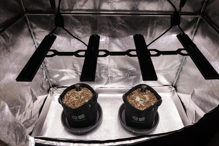 Gaia F1 - Farm #20. Week 0 - 4 days later