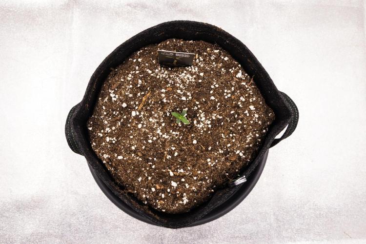 Gaia F1 - Farm #20. Week 0 - Gaia F1 - sprout