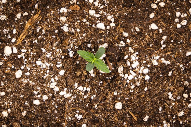 Gaia F1 - Farm #20. Week 0 - Gaia F1 - sprout