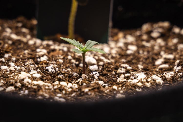 Gaia F1 - Farm #20. Week 0 - Gaia F1 - sprout