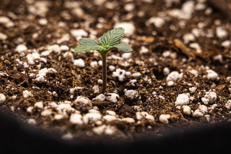 Gaia F1 - Farm #20. Week 0 - Gaia F1 - sprout