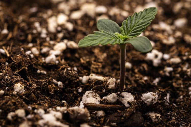 Gaia F1 - Farm #20. Week 0 - Gaia F1 - sprout