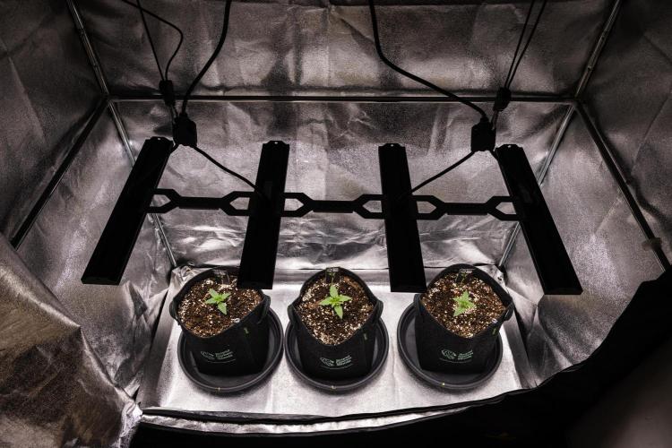 Atlas F1 - Farm #20. Week 1 - Butterflies Little Farm - Day 1.