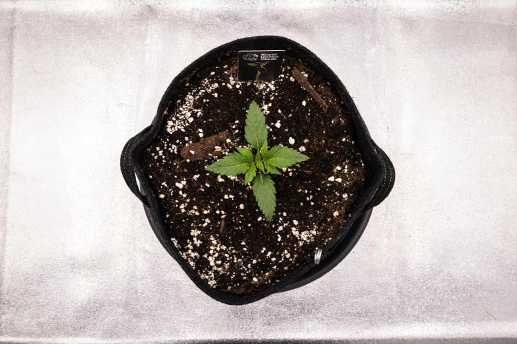 Atlas F1 - Farm #20. Week 1 - Atlas F1 - Day 1.