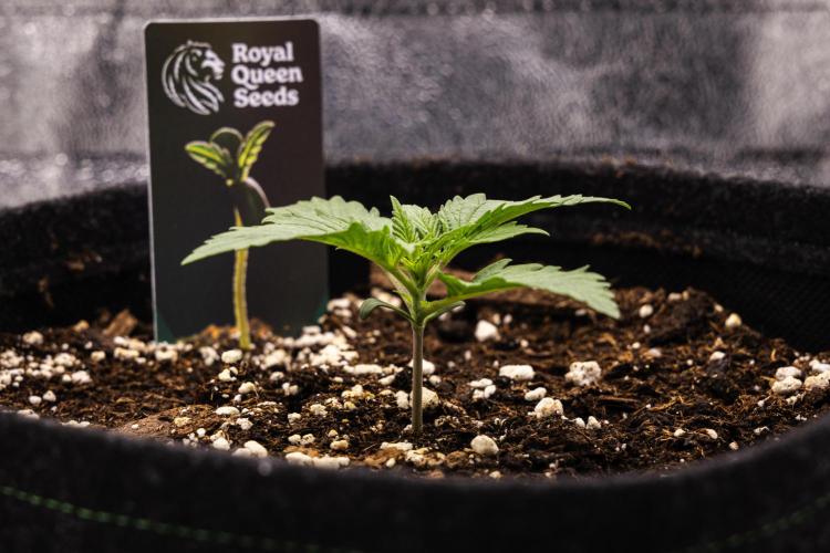 Atlas F1 - Farm #20. Week 1 - Atlas F1 - Day 1.