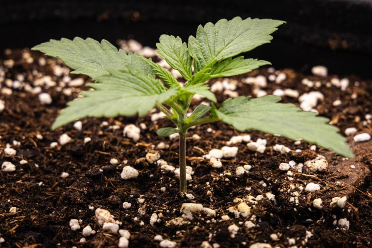 Atlas F1 - Farm #20. Week 1 - Atlas F1 - Day 1.