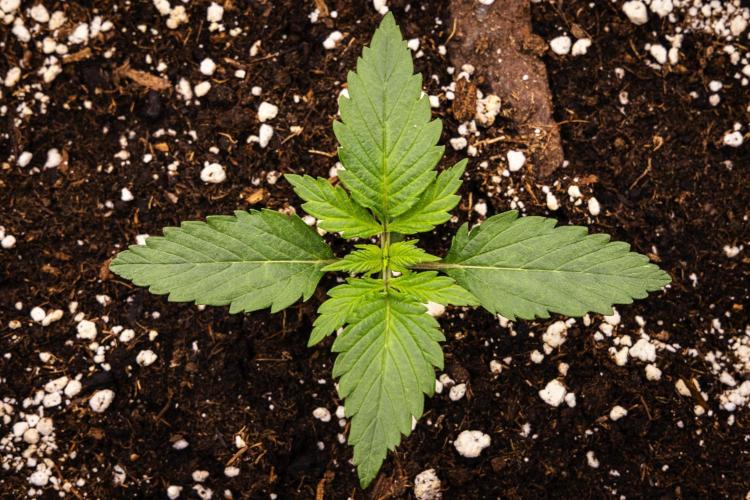 Atlas F1 - Farm #20. Week 1 - Atlas F1 - Day 1.