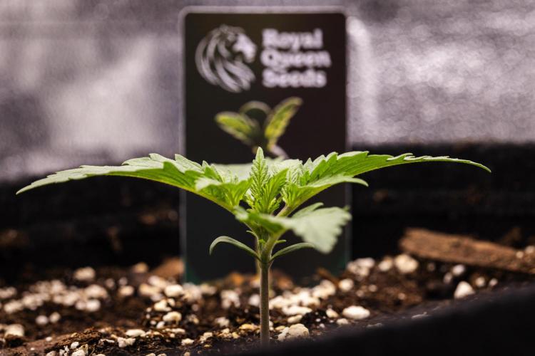 Atlas F1 - Farm #20. Week 1 - Atlas F1 - Day 1.