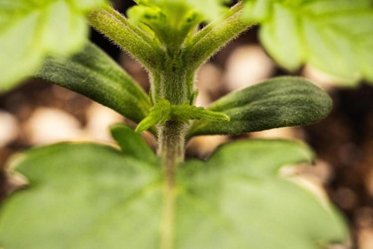 Atlas F1 - Farm #20. Week 1 - Atlas F1 - Day 1.