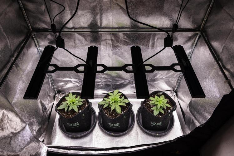 Atlas F1 - Farm #20. Week 1 - Butterflies Little Farm - Day 7.