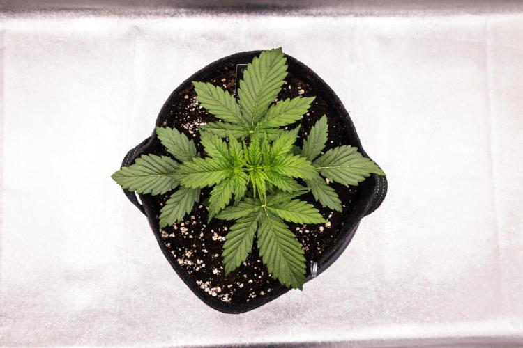 Atlas F1 - Farm #20. Week 1 - Atlas F1 - Day 7.