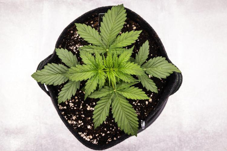 Atlas F1 - Farm #20. Week 1 - Atlas F1 - Day 7.