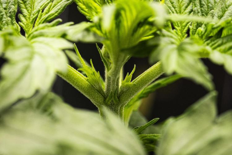 Atlas F1 - Farm #20. Week 1 - Atlas F1 - Day 7.