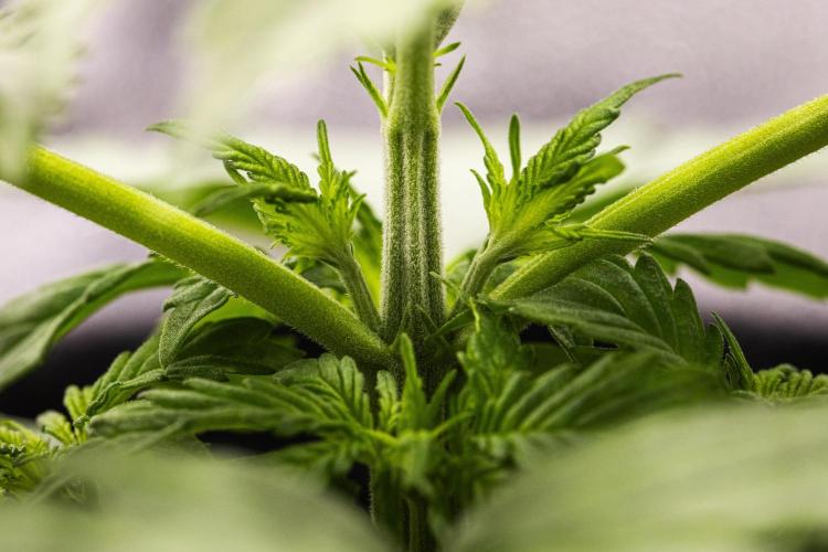 Atlas F1 - Farm #20. Week 1 - Atlas F1 - Day 7.