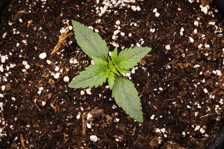 Gaia F1 - Farm #20. Week 1 - Gaia F1 - Day 1.