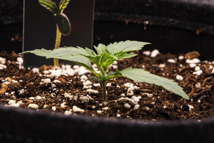 Gaia F1 - Farm #20. Week 1 - Gaia F1 - Day 1.