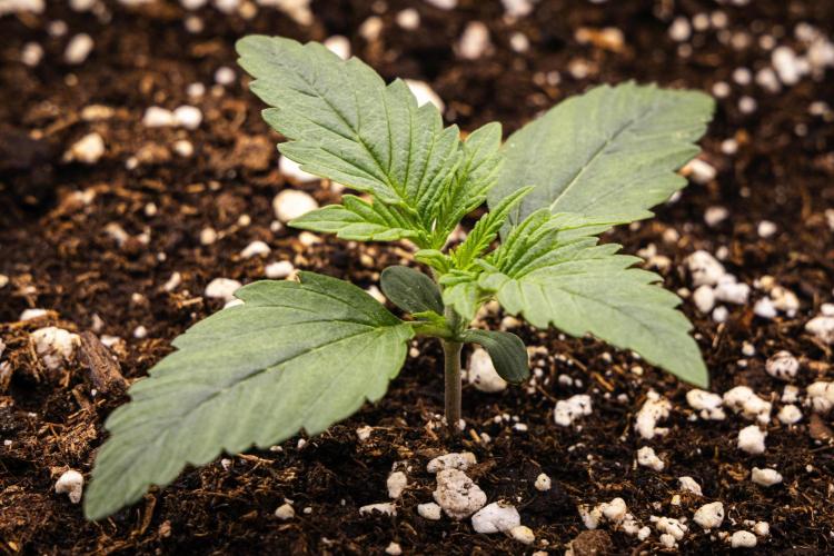 Gaia F1 - Farm #20. Week 1 - Gaia F1 - Day 1.