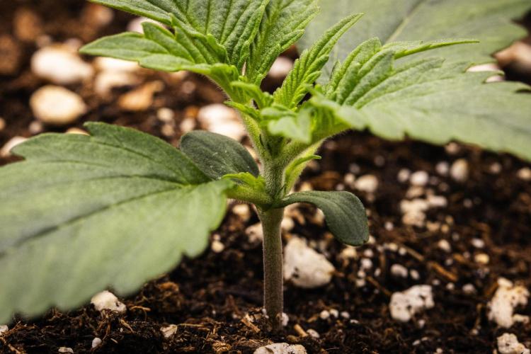 Gaia F1 - Farm #20. Week 1 - Gaia F1 - Day 1.