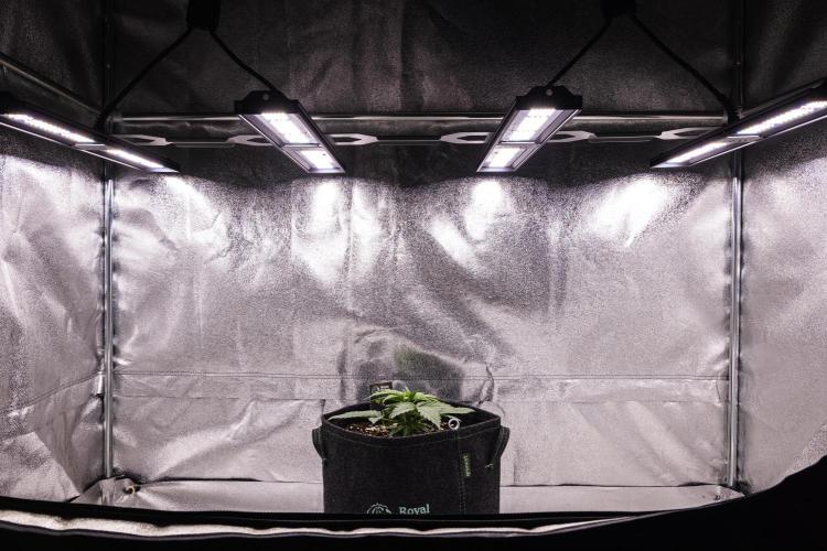 Gaia F1 - Farm #20. Week 1 - Gaia F1 - Day 7.